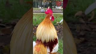 Top 10 Most beautiful roosters of fancy chicken breeds backyardchickens chickens fancychickens [upl. by Ez]