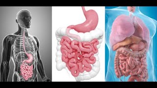 Life processes Ncert Digestive glands [upl. by Fiore]