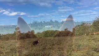 Working Kelpies Mustering [upl. by Ellainad]