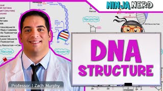 Cell Biology  DNA Structure amp Organization 🧬 [upl. by Jessey99]