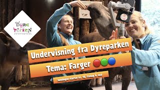 Undervisning fra Dyreparken Farger 🔴 🟢 🔵 [upl. by Stelle762]