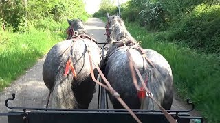 Caii lui Ionut de la Sacadat Bihor 2018  Partea 2 [upl. by Reichert]