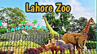 Lahore Zoo 2024  Wildlife Park In Lahore Pakistan  Discover Zoo Qasim Vlog 01 [upl. by Aneeles]