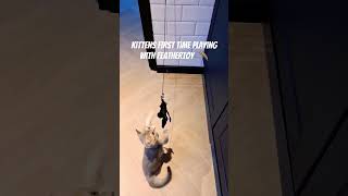 KITTEN FIRST TIME PLAYING WITH FEATHER TOY 🪶 Marley was like nvm 😭 catshorts britishshorthair [upl. by Keryt]