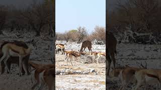 Springboks at Etosha National Park Namibia [upl. by Ilocin]