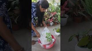 online buy cocopet gardening [upl. by Tierza]