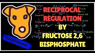 Reciprocal Regulation by Fructose26bisphosphate PFK2  PFK1 Glycolysis Gluconeogenesis Step 1 [upl. by Brewster]