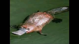 PLATYPUS WILD ANIMAL [upl. by Thain]