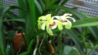 Vanda pumila also known as Trudelia pumila [upl. by Fortunio]