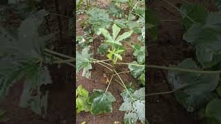 Ladies finger Farming pachaithamizhanfarm farming agriculture naturefarming subscribers love [upl. by Giguere]