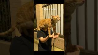 Funny animal videos I found on Instagram and Tiktok shorts funnyanimals cat funnypets funny [upl. by Sitsuj835]