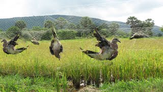 Easy Bird Trap  How to Make Creative Trap Using Nets That Work 100 [upl. by Williamsen]