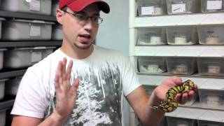 Handling “Aggressive” Ball Python Hatchlings  JKR Pro Tips [upl. by Thistle]