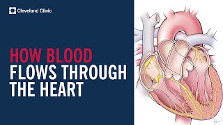 How Blood Flows Through the Heart [upl. by Arikaahs]