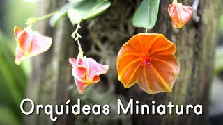 Orquídeas Miniatura [upl. by Ecille608]