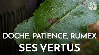 Rumex ou doche et ses vertus [upl. by Gratt]