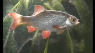 My Rudd in Cold water fish tank  Rotfeder im Aquarium 66 [upl. by Atinar]