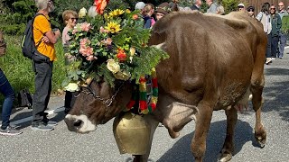 Almabtrieb in Meransen suedtirolofficial [upl. by Ahsilav52]