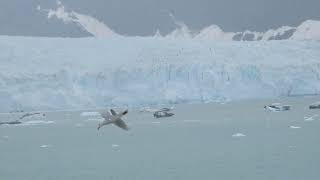 lacier USA Glacier： グレイシャーベイ国立公園【Glacier Bay National Park】 ロイヤルプリンセス号アラスカ氷河２４日間ツアーDSCN1775 [upl. by Uird]