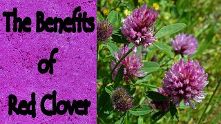 The Benefits of Red Clover Trifolium Pratense [upl. by Balac149]