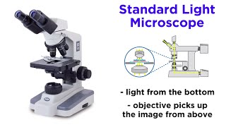 Light Microscopy Function and Utility [upl. by Einner585]