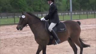 Morgan Horse Dressage Show [upl. by Mosby]