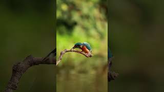 Eisvogel auf der Jagd birds adventure wildlife love nature music [upl. by Fahey193]