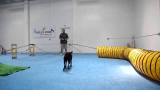 Dog gym Yes its a thing [upl. by Mueller]