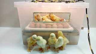 How to make an incubator at home quickly and easily  كيف تصنع حاضنة في المنزل بسرعة وسهولة [upl. by O'Gowan]