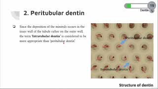 DENTIN COURSE  06  Peritubular dentin [upl. by Aitram618]