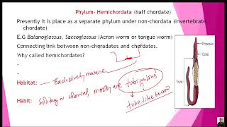 Phylum Hemichordata for CEEIOMNEET BY KAMAL NEPAL SIR [upl. by Ymled]