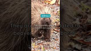 Porcupines Rodents Family 🐀 Porcupines animalfacts factfizz [upl. by Aura365]