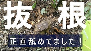 【失敗は成長のチャンス】抜根に挑戦！豪華絢爛な道具たち。 [upl. by Arevle]