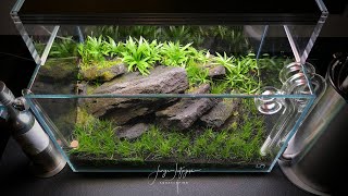 DRY START Nano Aquscape  UNBELIEVABLE PLANT GROWTH [upl. by Magna]