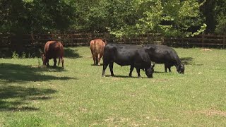 Escaped cows provide comfort in new life [upl. by Arodoet911]