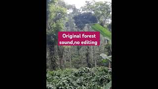 coorg coffee plantation karnataka forestsounds nature chirpingbirds [upl. by Garibull701]