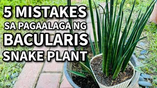 5 MISTAKES SA PAGAALAGA NG BACULARIS SNAKE PLANT  Plant Care for Beginners [upl. by Gundry]