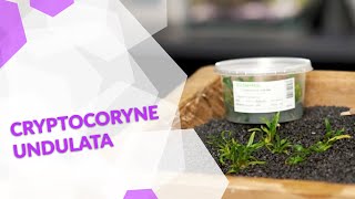 Cryptocoryne undulata der Gewellte Wasserkelch eine einfache Pflanze für dein Aquarium [upl. by Naitsirc]