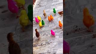 Million Colors Cute Tweeties 🥹💕 Colored Hen Babies shorts viralvideo chicks [upl. by Tolecnal]