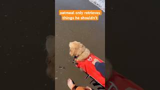 Only he would find corn at the beach 🙄 funnydog beachdog retriever [upl. by Araeit]