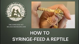 How to SyringeFeed a Reptile [upl. by Nnahtur421]