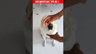 Dog deworming tablets कैसे दे  puppy deworming shorts dogsoftiktok [upl. by Llennod]