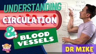 Understanding Circulation and Blood Vessels [upl. by Loughlin]