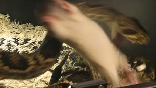 Big Eastern Diamondback Rattlesnake Hits Mouse With Venom Sauce [upl. by Nirik]