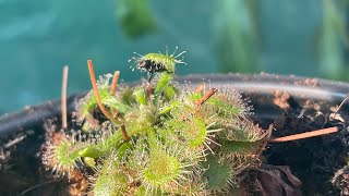 Drosera capensis unboxing from California carnivores [upl. by Innek]