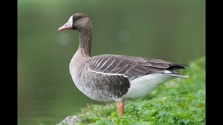 Kolgans  Whitefronted Goose  Blässgans [upl. by Eidnim336]