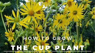 The Cup Plant  Facts Grow and Care  And tons of butterflies [upl. by Bokaj]