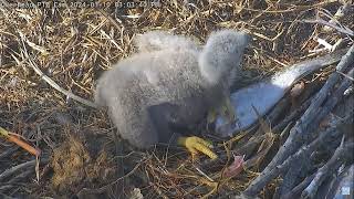 Captiva Eagle Cam 10012024 1451 [upl. by Kcirdlek905]