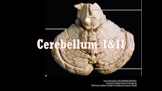 Free Anatomy Classes  CerebellumII  Exam Preparation  voice recordingAnatomy Shortcut [upl. by Sisenej]