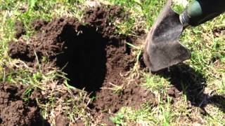 Mole trapping made easy 2013 [upl. by Romalda]